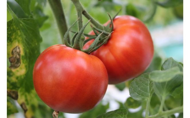 3種類のフレッシュなトマトの味わいが楽しめる　野崎農園　トマトジュースバラエティーセット　180ml×3種類×2本 果汁飲料 野菜飲料 