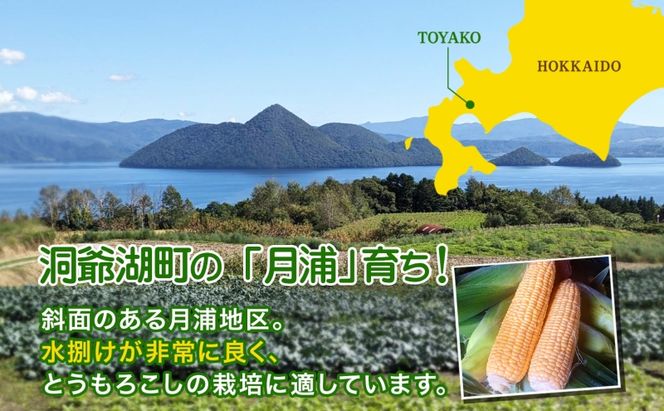 北海道 洞爺湖町 月浦 雪の妖精 5kg 先行受付 8月下旬～9月下旬頃にお届け とうもろこしトウモロコシ とうきび スイート コーン 旬 野菜 甘い 大粒 人気 朝採り 産地直送 青山農園 送料無料 洞爺湖 
