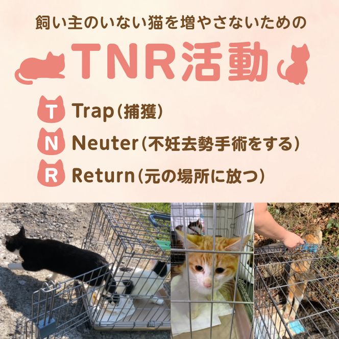 人と猫が互いに幸せになれるまちを目指して『不妊去勢手術支援プロジェクト』（返礼品はありません） N0159-9999992