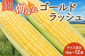 【2026年8月～発送開始！】北海道十勝清水町産 黄金の甘さ ゴールドラッシュ！サイズ混合 10～12本 北海道産 2026年 とうもろこし とうきび 産直 産地直送 清水町 北海道_ S021-0019