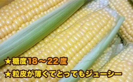 糸島 トウモロコシ 『もきっこ』 黄 （ 8～10本 ） 《糸島》 【内田農業】 [AZH001]