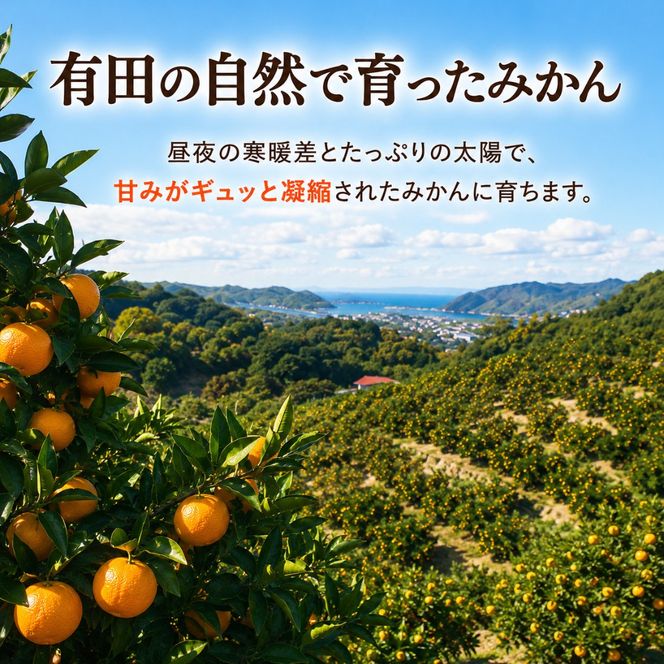 ［先行予約］和歌山県産 有田みかん 大玉 大粒 9kg 2L～3L BA50