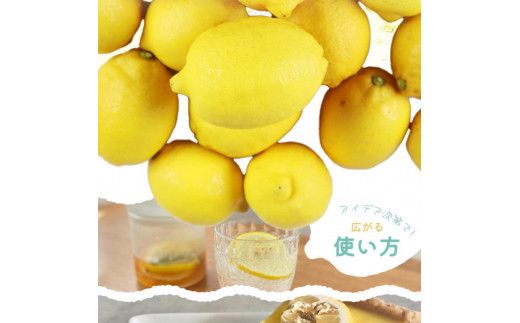 秀品　紀州有田産レモン　2.5kg【予約】※2027年3月上旬頃〜2027年3月下旬頃に順次発送予定(お届け日指定不可) レモン れもん 果物 柑橘【uot776】