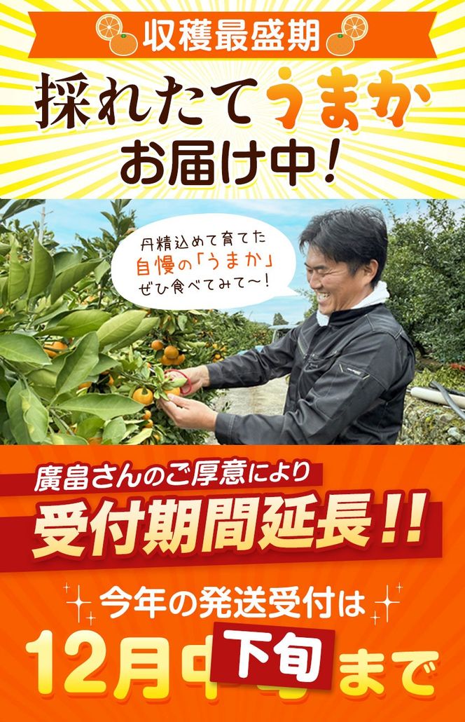 �y���������߉͓����z�O�����߂Ĉ�Ă܂����I�}���`�݂���u���܂��v 2�� 4.4kg �s11�����{-12�������ɏo�ח\��(�y���j����)�t �L���_�� �y�z���s�n�悠��z(����) �݂��� �~�J�� ���� ���� ���k ���߉͓� ������ ������ ���ϔ� S M L �t���[�c �ʕ� �������� ���� �i��---s