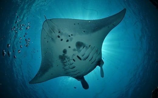 体験ダイビング利用券　石垣島のマンタ・サンゴ・ウミガメに会いに行こう YD-2-1