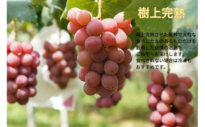 【2026年先行予約】 厳選ぶどう 岡山県産 クイーンニーナ 1.0kg以上（2房） 産地直送 朝採れ新鮮！ / ぶどう 葡萄 クイーンニーナ 先行予約 フルーツ 果物 岡山 真庭市 甘い 希少 珍しい 新鮮 樹上完熟 【kgftmt005-02】