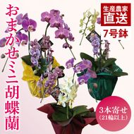 おまかせミニ胡蝶蘭（3本寄せMIX）【お花 花 コチョウラン 胡蝶蘭 蘭 ラッピング 贈り物 プレゼント 誕生日 お祝い 誕生日 母の日 父の日 敬老の日 鹿嶋市 茨城県】（KAR-9）