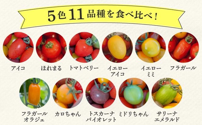 ＜先行予約＞カラフルミニトマトセット1.5kg【ffk-002】北海道 伊達市 野菜 新鮮 ふるさと納税 送料無料