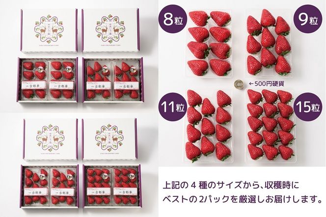 定期便 先行予約 【12・1・2・3月発送4ヶ月定期便】奈良県特産 高級ブランドいちご「古都華」旬の４ヶ月定期便 // いちご イチゴ 古都華 フルーツ 果物 旬 限定  ブランド 定期便 贈答用 ギフト 化粧箱