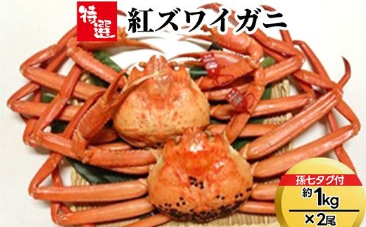 【特選】紅ズワイガニ約1kg×2尾（孫七タグ付） ※2025年9月中旬～2026年3月下旬頃に順次発送予定