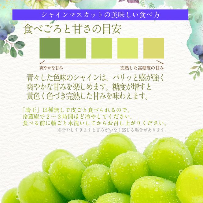 2026年先行予約【2回定期便】シャインマスカット晴王2房 約1.2kg 7月8月に出荷 人気 岡山県産 種無し 皮ごと食べる みずみずしい フレッシュ 晴れの国 おかやま 果物大国 ハレノフルーツ