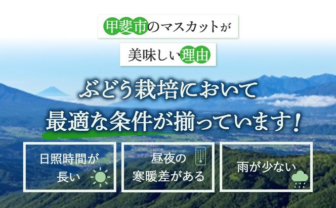 【2025年発送】訳あり 2.3kg 3房以上 シャインマスカット 先行予約 山梨県産 国産 産地直送 人気 おすすめ 贈答 ギフト お取り寄せ フルーツ 果物 くだもの ぶどう ブドウ 葡萄 わけあり ワケアリ 新鮮 甘い 皮ごと 甲斐市 BI-1