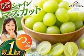 【2026年発送】シャインマスカット 訳あり家庭用 粒 にてお届け 約1kg 山梨県産 冷蔵発送 果物 フルーツ 山梨 ぶどう マスカット ブドウ 葡萄 規格外 期間限定 季節限定 冷蔵 山梨 [斎庵 山梨県 韮崎市 20745284]