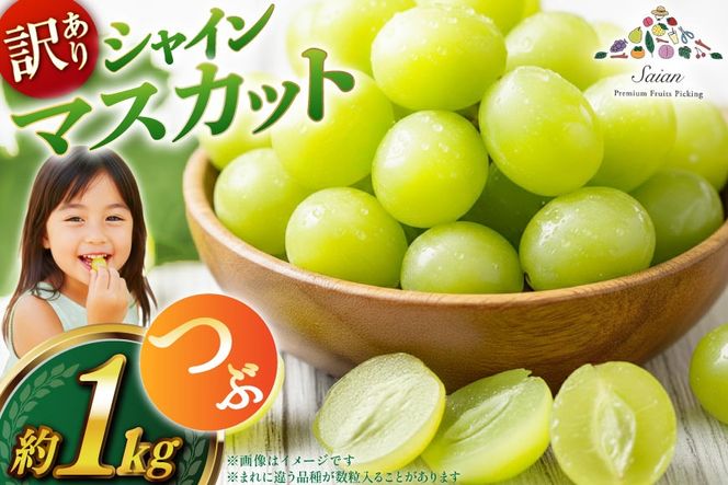 【2026年発送】シャインマスカット 訳あり家庭用 粒 にてお届け 約1kg 山梨県産 冷蔵発送 果物 フルーツ 山梨 ぶどう マスカット ブドウ 葡萄 規格外 期間限定 季節限定 冷蔵 山梨 [斎庵 山梨県 韮崎市 20745284]