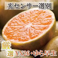 〈10月より発送〉ゆら早生 プレミアム有田みかん 7.5kg+250g（傷み補償分） ｜ 柑橘 果物 フルーツ 糖度 甘い 濃厚 コク ジューシー 光センサー