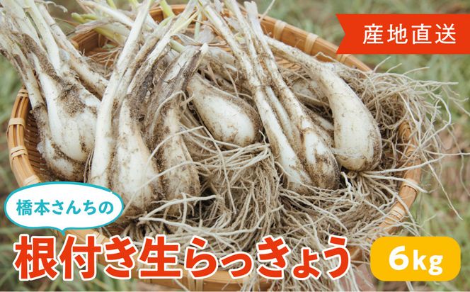 橋本さんちの根付き生らっきょう 6kg 312011_BL005