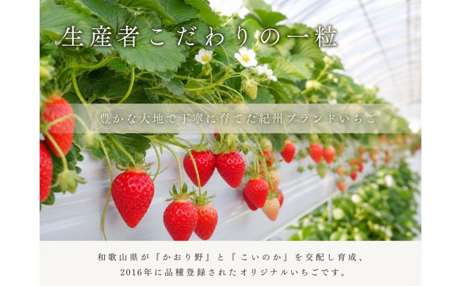 紀州和歌山ブランドいちご「紀の香」約250g×4P ［UT143］ 303446_XF91191