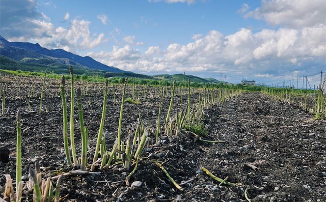 【2026年春発送】北海道 富良野産 アスパラガス サイズ混合 約800g 30本前後 露地栽培 (山本農園)  野菜 新鮮 直送 朝採り アスパラガス 道産 北海道 ふらの 