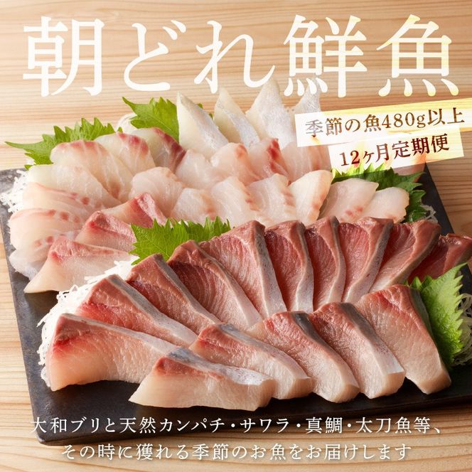 【12ヶ月定期便】大和海商　大和のこだわり漁師のお刺身　6人前 N072-YG0187_2