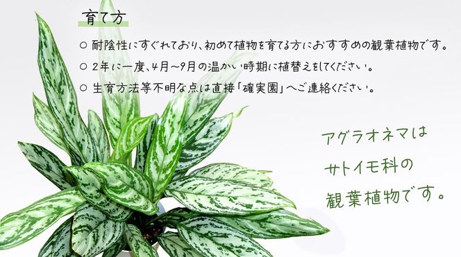 アグラオネマ シルバークイーン 5号ポット 1点 家庭 で 園芸 鉢植え 苗 庭木 果樹 ガーデニング 植物 確実園 観葉植物 インテリア 植木鉢 [BG016us]