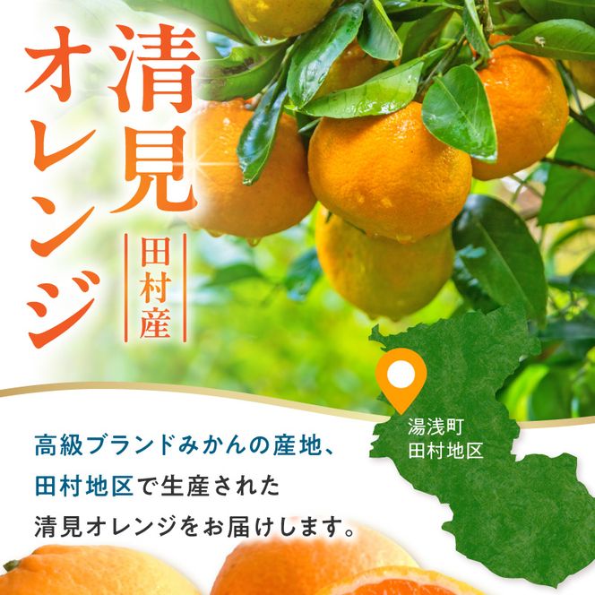 【2027年先行予約】清見オレンジ 約6kg 湯浅町田村産 春みかん （果実サイズおまかせ）/ 紀伊国屋文左衛門本舗_V7307