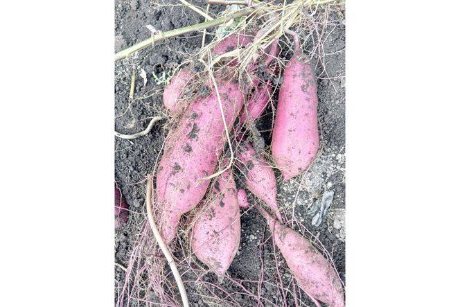 まつみやファーム獲れたて野菜・フルーツ5種定期便　MY00017