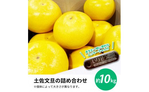 【CF-R7hbk】TKA042　先行予約 土佐の柑橘 土佐文旦 10kg 詰め合わせ （皮むき機）付き 文旦 ぶんたん 10キロ 柑橘 高知県 高知 返礼品 故郷納税 28000円 果物 くだもの フルーツ お取り寄せ 美味しい おいしい ギフト プレゼント 贈答品 贈り物 お歳暮 熨斗 のし 常温