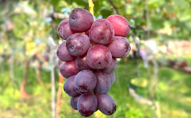 【2026年9月～発送】ぶどう ぶどうの宝石箱  岡田さんおまかせ詰め合わせ家庭用粒入れ約1.5kg 山ノ内町産 ブドウ 葡萄