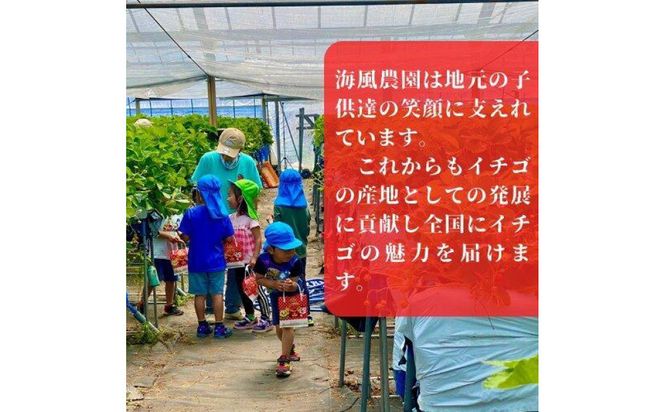 【訳あり】《限定3月発送》  朝採り同日出荷 イチゴ　御前崎産かおり野　訳あり徳用 1.3kg 222232_BQ009
