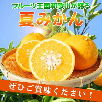 G7074_【2027年先行予約】湯浅産 夏みかん 7.2kg