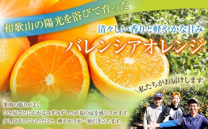 バレンシアオレンジ 家庭用 訳あり 5kg S～3Lサイズいずれか AQ009