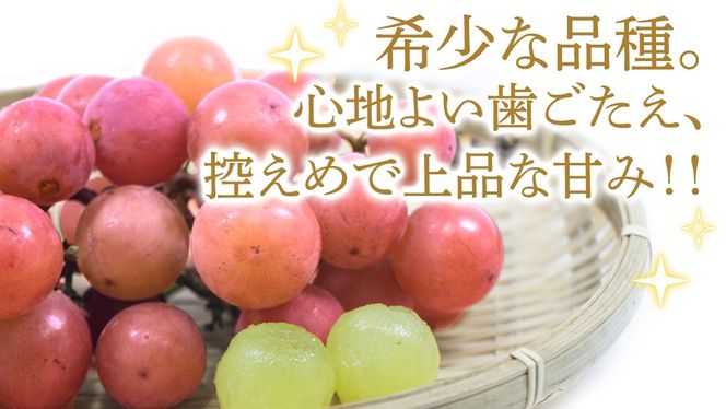 ＼ 選べる内容量 ／ゴルビー 約1.3kg(約2房) / 約2kg(約4房) / 約5kg(約8～12房)【2026年9月より発送開始】（茨城県共通返礼品 [ぶどう]：結城市産） ぶどう 赤ぶどう 高級 希少品種 大粒 甘い 果物 フルーツ 旬