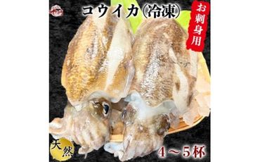 岬だよりのお刺身用天然コウイカ1.2kg(4～5杯)