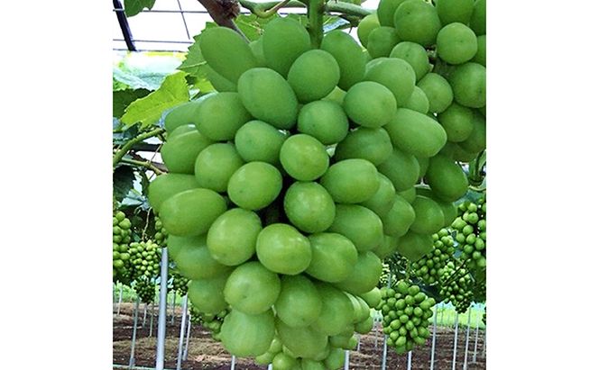 ぶどう 2026年 先行予約 シャインマスカット 約1.5kg 2房 初秋 葡萄 岡山県 赤磐市産 フルーツ 果物 あかいわファーマーズガーデン 果物類