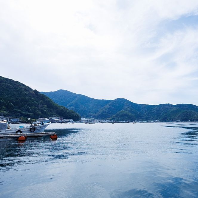 豊後水道 とらふぐ 切り身 (計1.2kg) ふぐ フグ トラフグ ふぐ鍋 唐揚げ ふぐちり てっちり 小分け 切身 切り身魚 切身魚 大容量 国産 冷凍 養殖 岬ふぐ【JJ001】【浪井丸一水産】