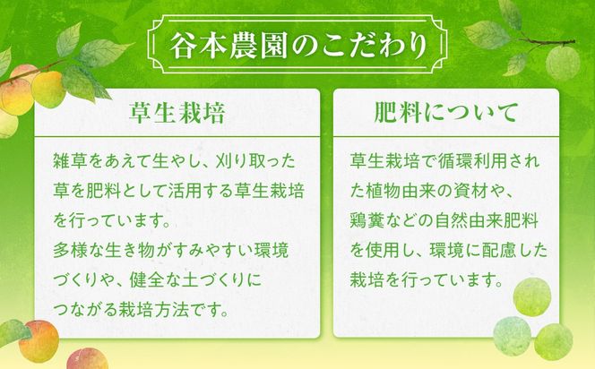 手もぎ 青梅 南高梅 5kg L～2Lサイズ 谷本農園 CX075