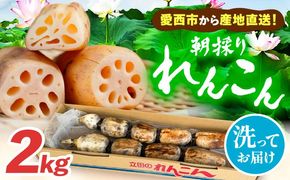 ＼朝採れ／ 洗いれんこん 2kg レンコン 蓮根 産地直送 野菜 愛西市 / 山三レンコン 【配達不可：離島】[AEBK005]