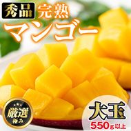 【0145912a】＜秀品・数量限定＞南国鹿児島県産の太陽の恵み！完熟マンゴー(大玉1個・550g以上) 果物 フルーツ 果実 デザート 国産 冷蔵【東串良物産館ルピノンの里】