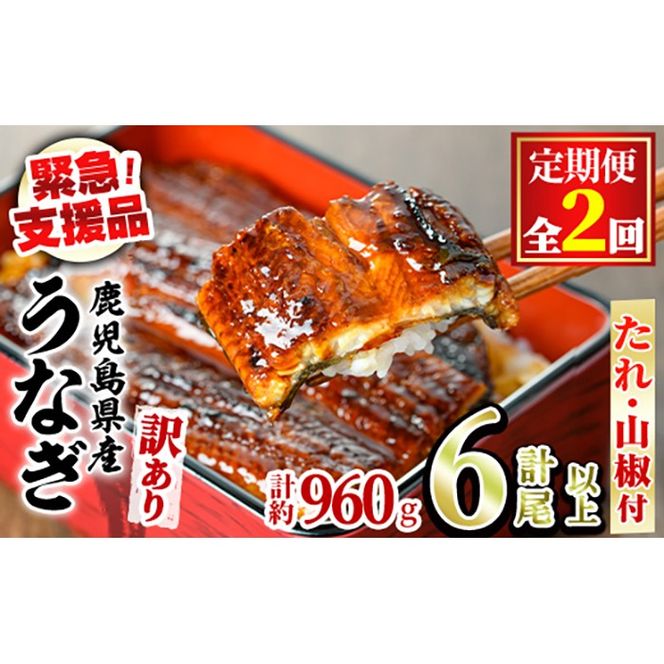 【0254309b】＜定期便・全2回＞【緊急支援品】＜訳あり＞鰻の蒲焼き(無頭)(3尾以上×2回・計約960g・タレ、山椒付) うなぎ ウナギ 鰻 国産 蒲焼 蒲焼き たれ 鹿児島 ふるさと 人気 支援 【アクアおおすみ】