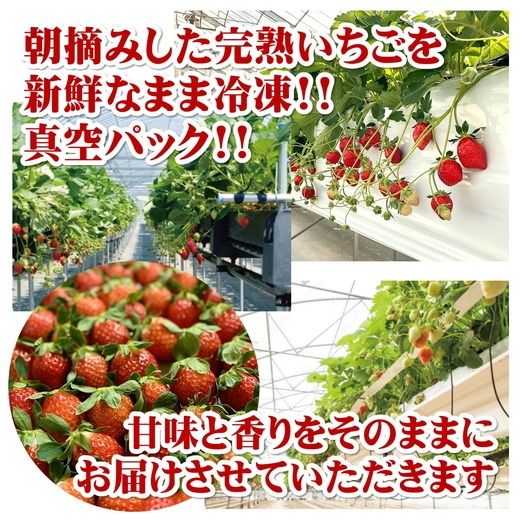 まるは食堂 マルハリゾート いちごの丘 『訳あり』 完熟 冷凍いちご 500g | 訳あり いちご イチゴ 冷凍 国産 完熟 スムージー ジャム ヨーグルト シャーベット デザート アイス おやつ 果物 フルーツ 愛知県 美浜町 ※北海道・沖縄・離島への配送不可