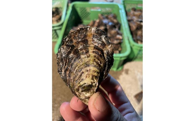 加熱用 殻付き牡蛎1kg 372013_LN001