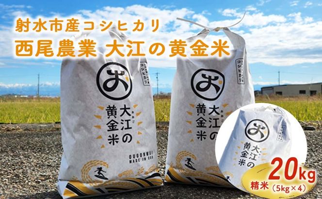 R8年米 大江の黄金米 コシヒカリ20kg（5kg×4） ｜ 射水市 西尾農業 黄金米 射水の美味しいお米 精米