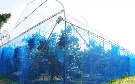 ハウス栽培 正品 まどんな 5kg 20000円 愛果28号 紅まどんな と 同品種 あいか アイカ 高級 人気 ブランド 柑橘 果物 フルーツ ハウス栽培 施設栽培 ギフト プレゼント 数量限定 期間限定 産地直送 国産 農家直送 特産品 お取り寄せ みかん mikan 蜜柑 みかん ミカン マドンナ スマイルカット 甘い おいしい ゼリー ぷるぷる 前田ファーム 愛南町 愛媛県