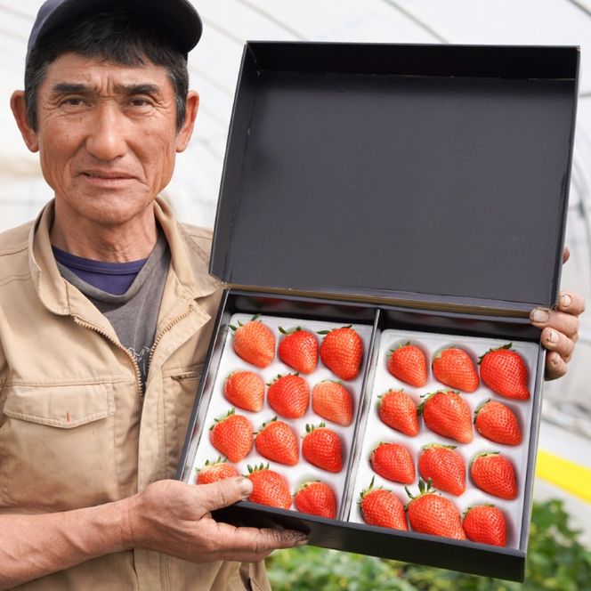 【2026年1月発送開始】【先行予約】【数量限定】大粒プレミアムいちご スカイベリー 24粒 (約800g) | 栃木県 ふるさと納税 高級いちご 贈答用 イチゴ 苺 果物 フルーツ スカイベリー 熟成 大粒いちご こだわり (DS002)