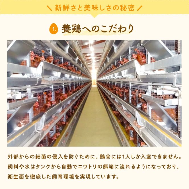 U-2 黄身がしっかり濃厚な卵【アスタの恵み】50個
