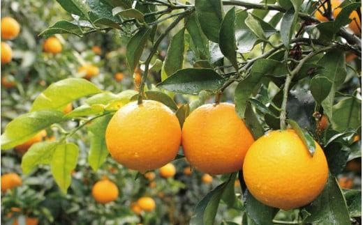 ＼ みかんの名産地 和歌山県産／ 農家直送 完熟清見オレンジ 5kg (M～２Lサイズおまかせ) ひとつひとつ手選別で厳選【2026年3月中旬～4月下旬ごろに順次発送予定】【hdm003A】