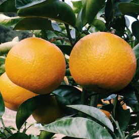 ZD6306n_ 【2027年先行予約】【手選果】 有田産の八朔 10kg 小玉 (SまたはMサイズいずれかお届け) 【はっさく ハッサク 八朔 和歌山産】