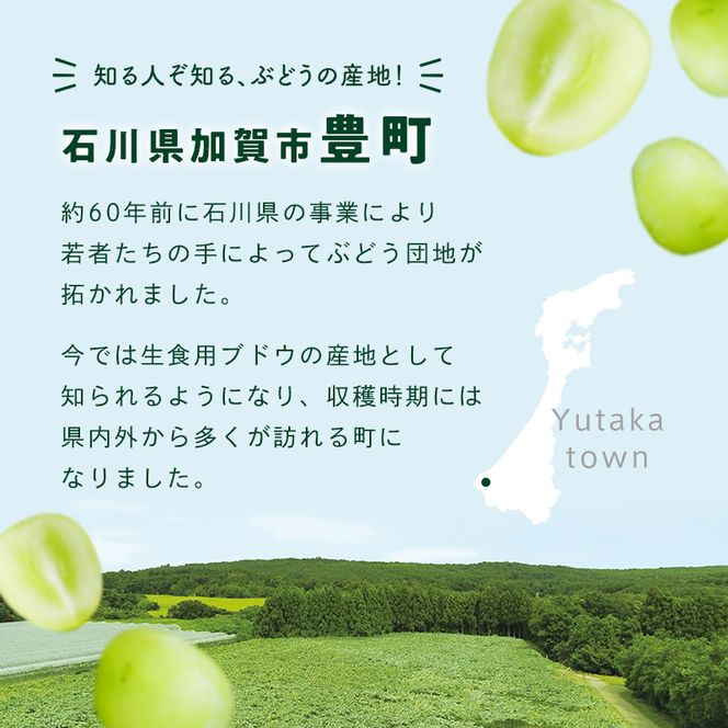 【2026年先行予約】シャインマスカット約1kg 石川県加賀市産（ご家庭用） シャインマスカット マスカット ぶどうぶどうぶどう 葡萄 デザート フルーツフルーツフルーツフルーツ 果物 くだもの 果実 食品 F6P-2629