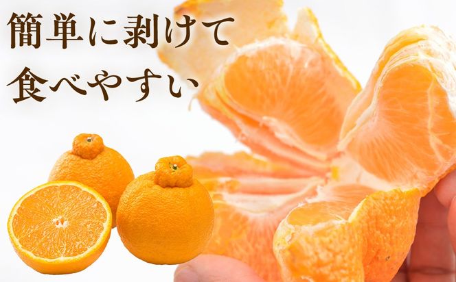 ［先行予約］家庭用 不知火10kg+250g（傷み補償分）［デコポンと同品種・人気の春みかん］［わけあり・訳あり］ CZ147