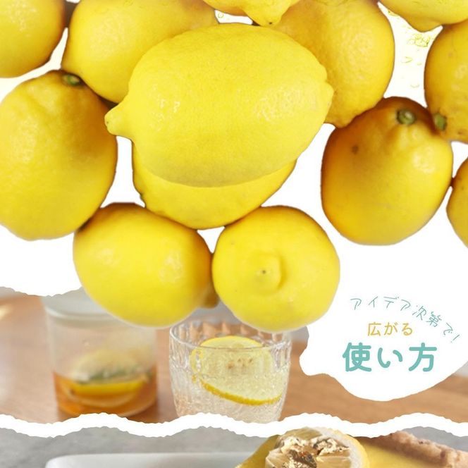 ［ご家庭用訳あり］ 紀州有田産レモン 2.5kg［2027年3月上旬以降発送］［先行予約］AN047